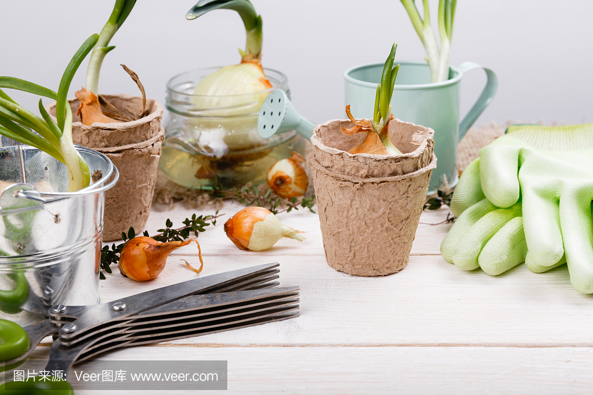 在jarson白色木制的桌子上的园艺工具发芽的葱
