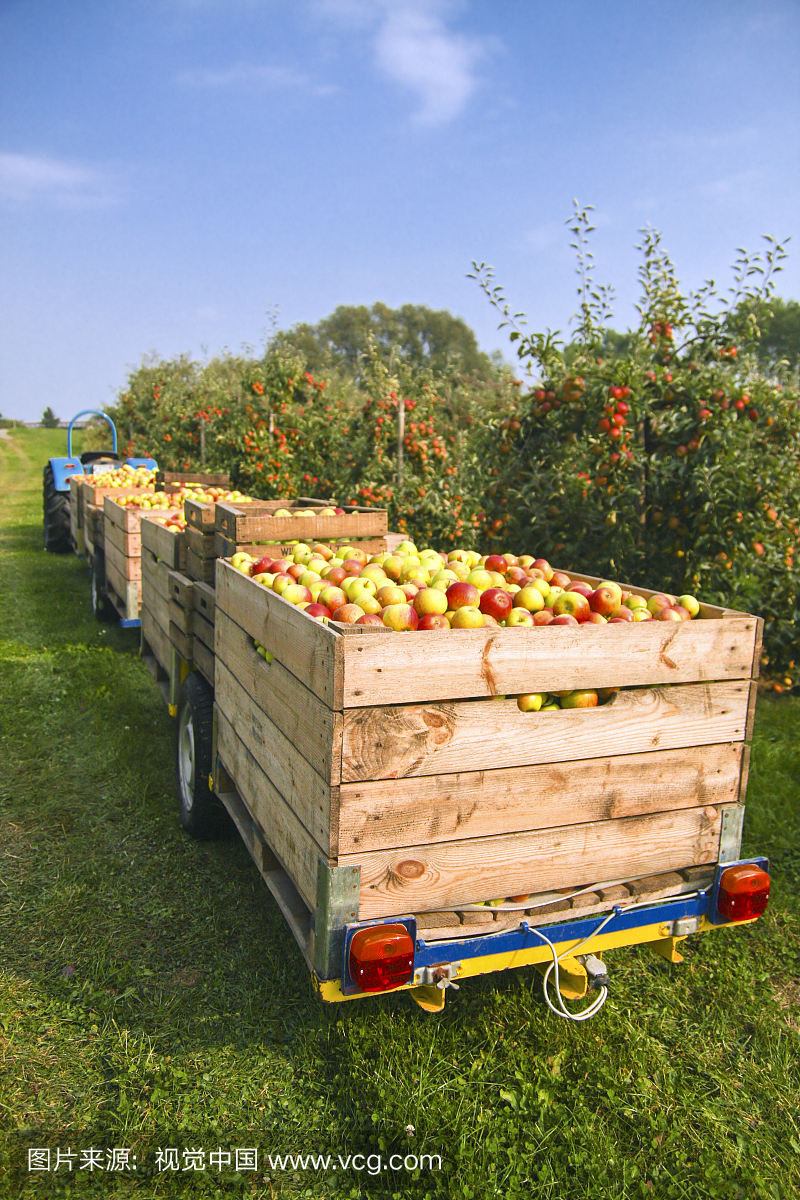 德国,汉堡,阿尔特斯土地,苹果采摘