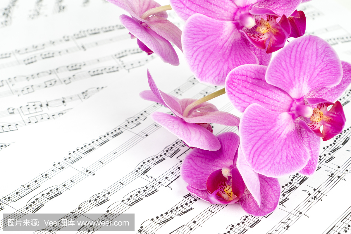 粉红色的兰花花放在乐谱上