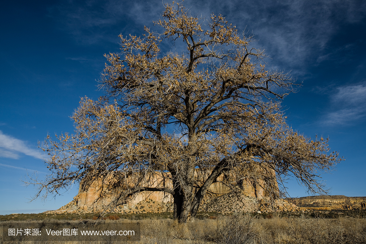 峡谷和棉花木树在冬天
