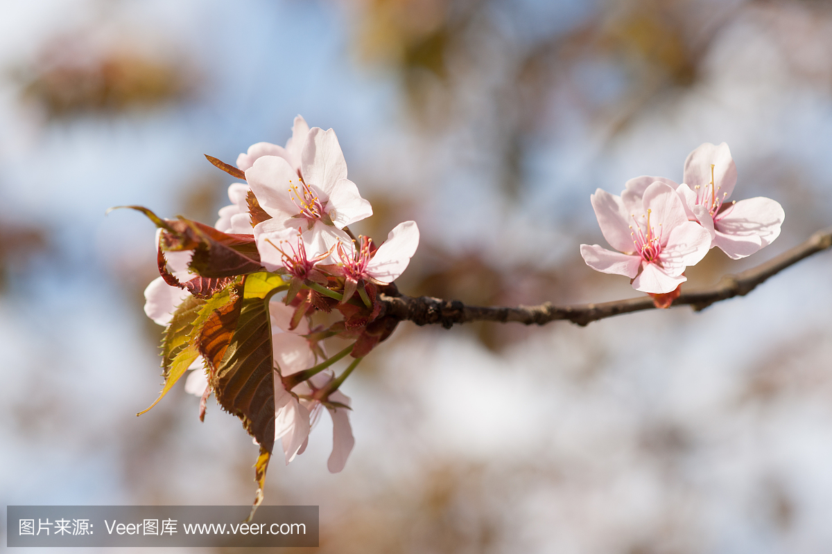 日本樱花树 - 樱花 - 分支