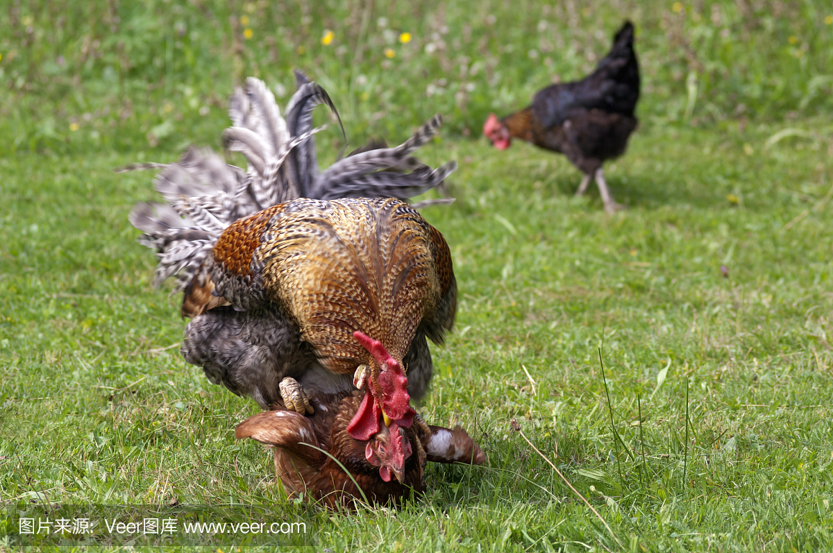 踏步,踏进,踩,往前
