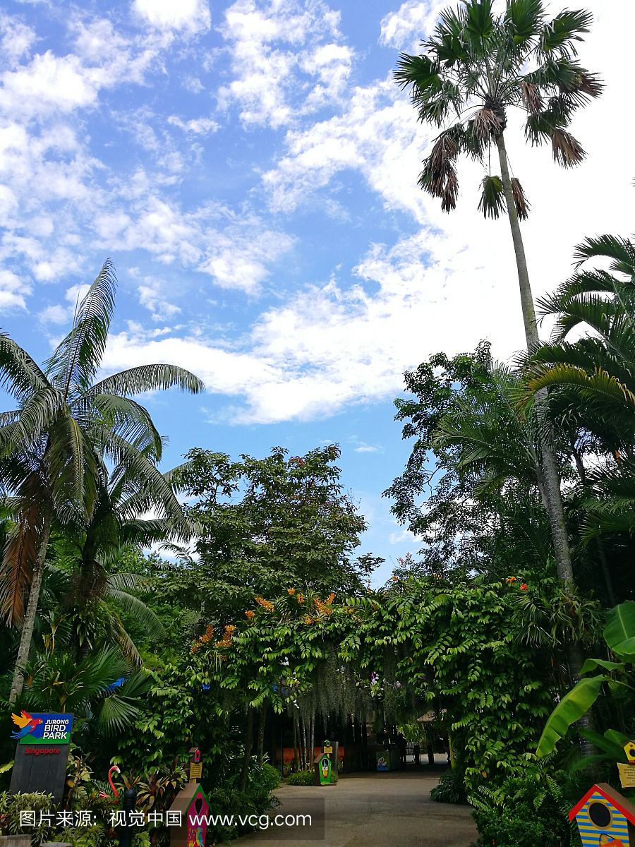 新加坡,热带气候,云,自然美