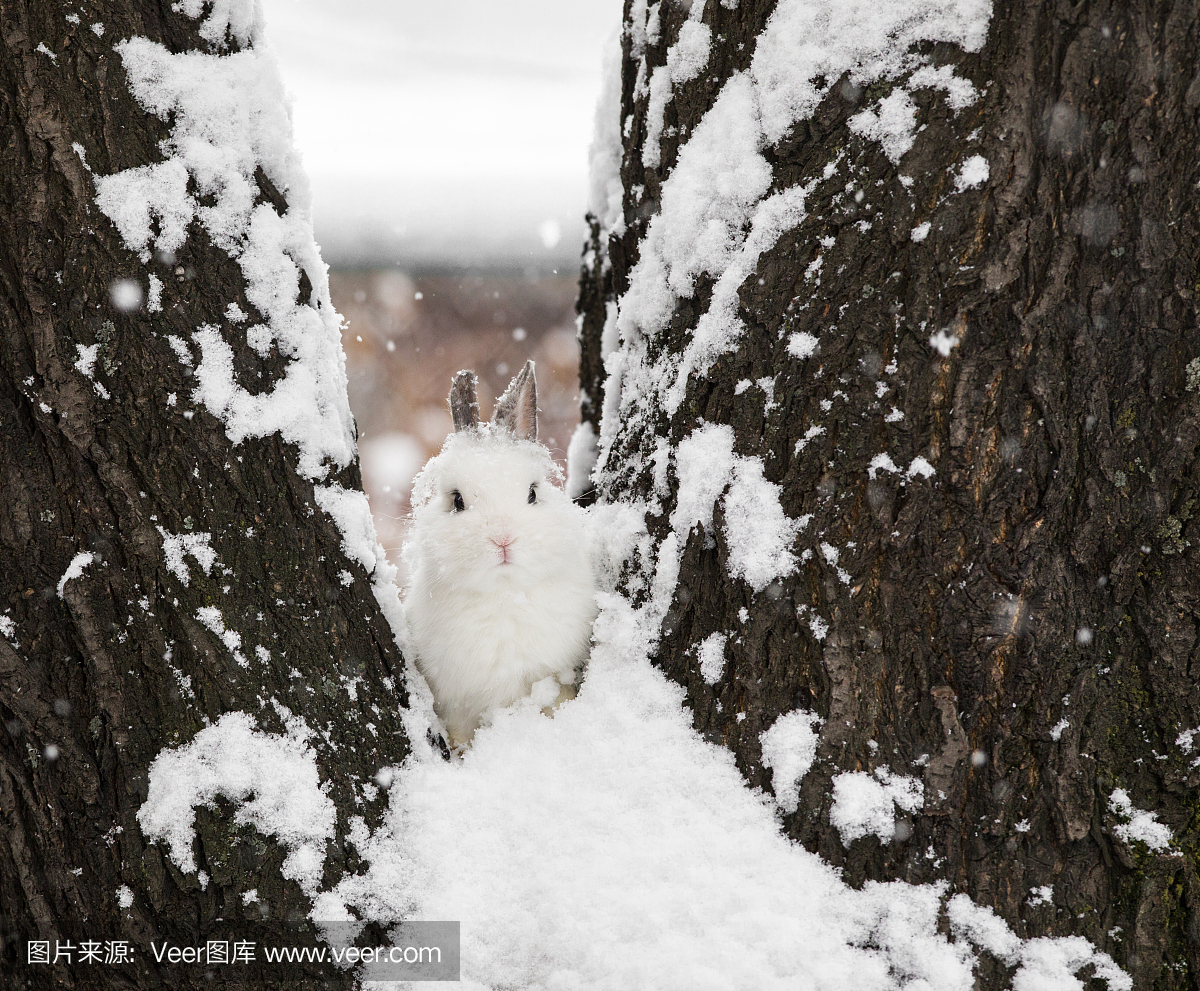 兔子,在雪地上的白兔子