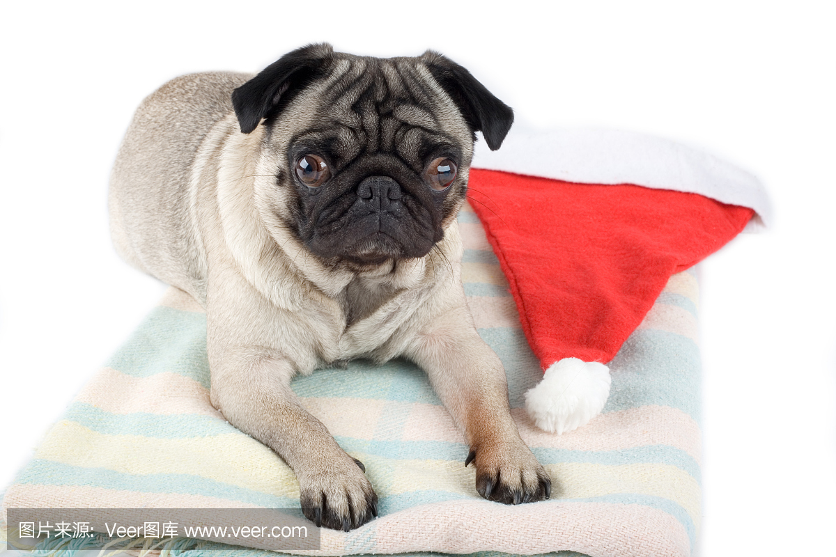 哈巴狗和圣诞老人的帽子