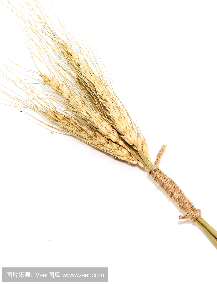 宏唯一黄金耳朵的小麦孤立在白色背景上
