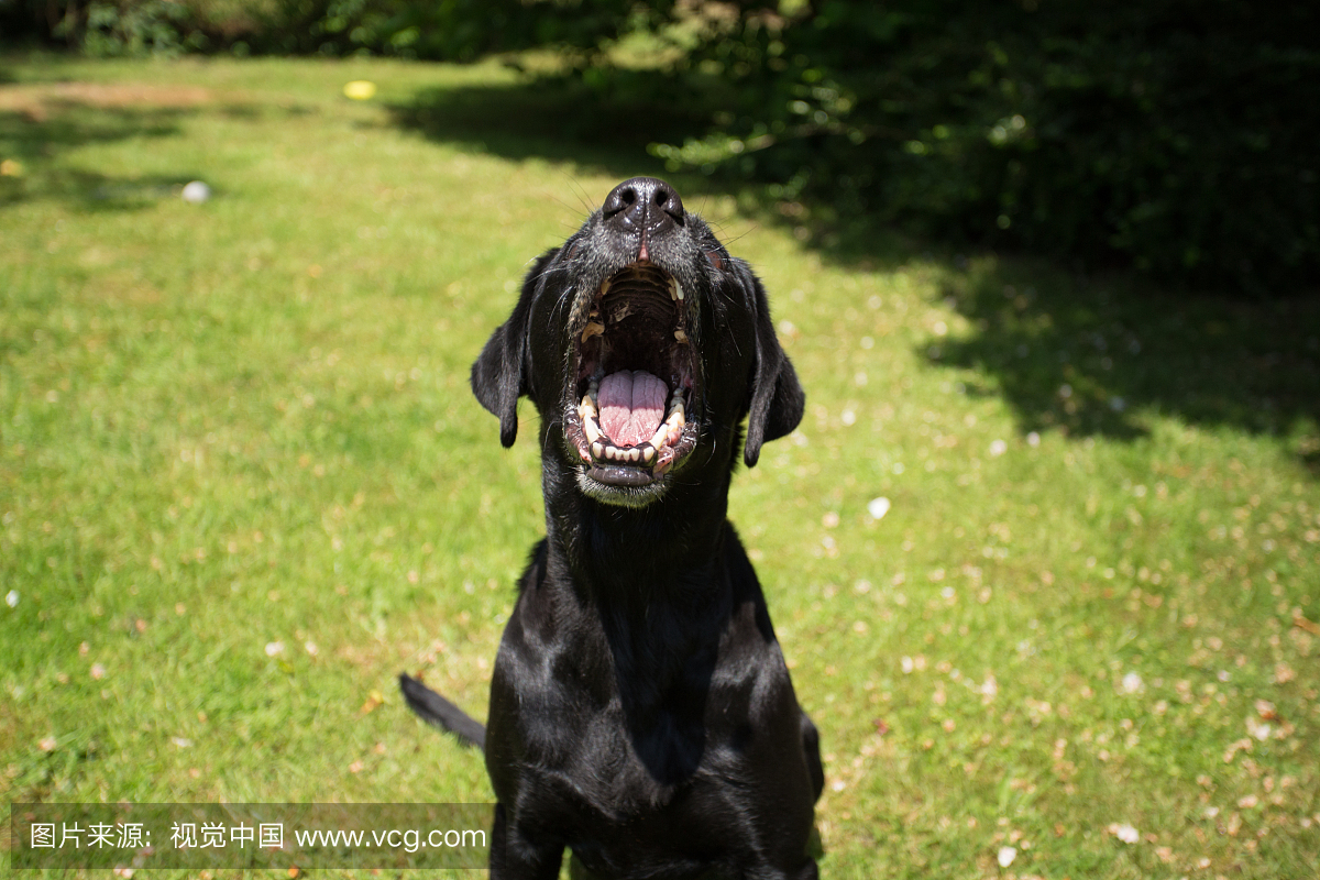 狂吠的狗