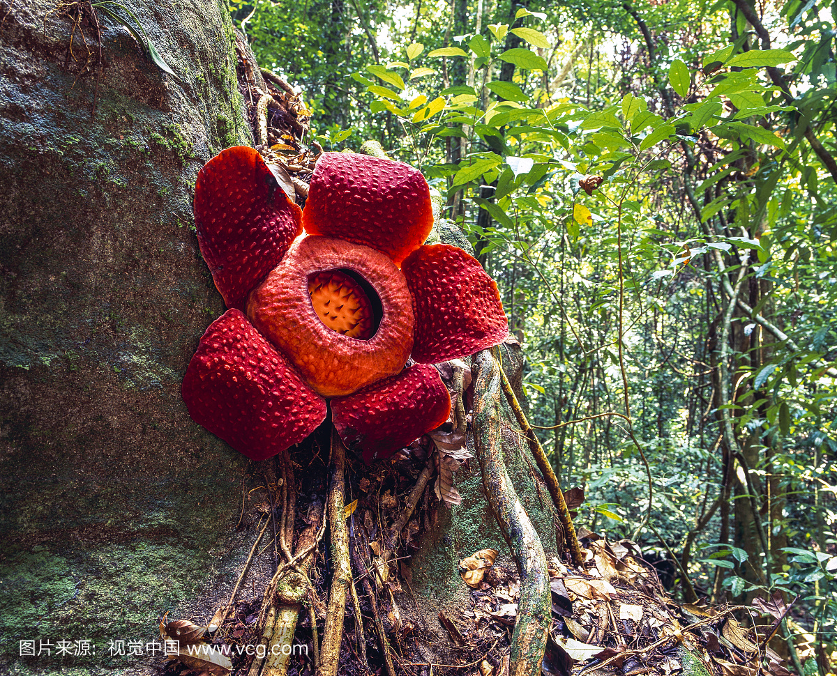 莱佛士,世界上最大的花