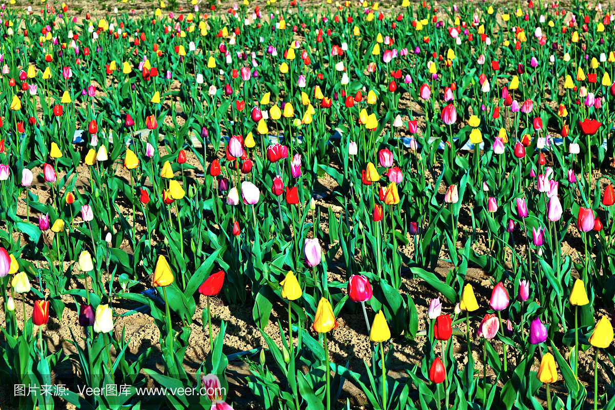 水平画幅,郁金香,生长,开花时间间隔
