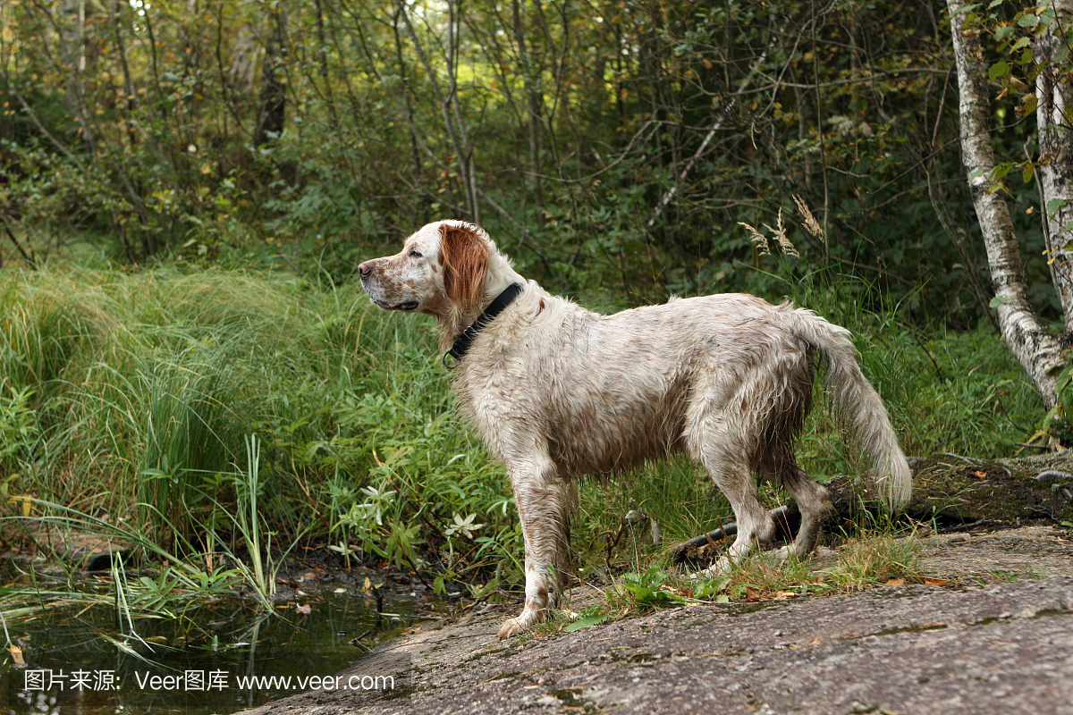湿英语塞特看湖
