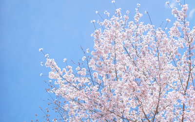 日本樱花电脑桌面