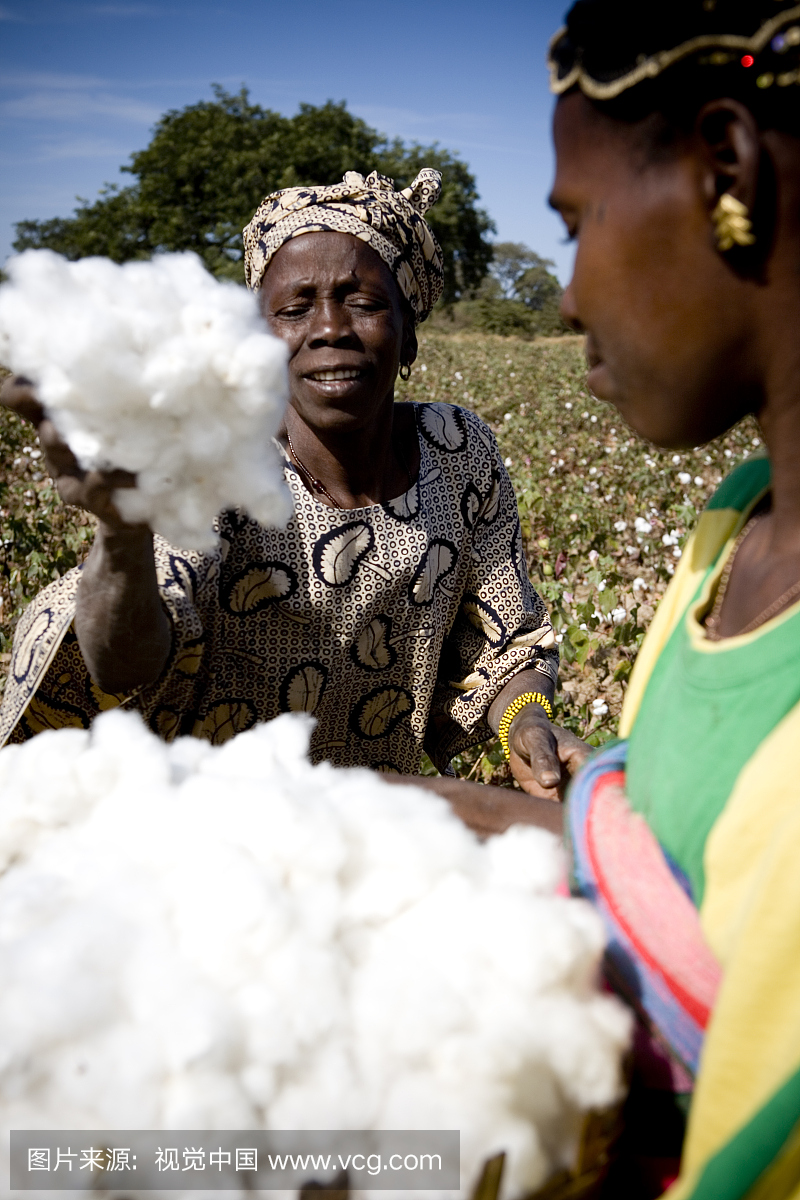公平贸易棉花农民收割作物