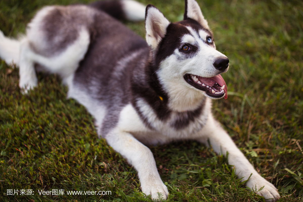 西伯利亚雪橇犬。西伯利亚赫斯基在草地上休息