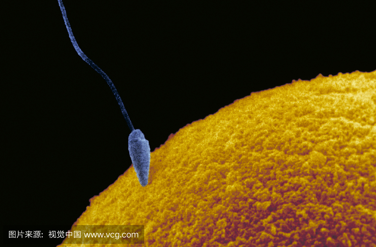 施肥。人类精子和卵子在穿透的时刻。精子与蛋