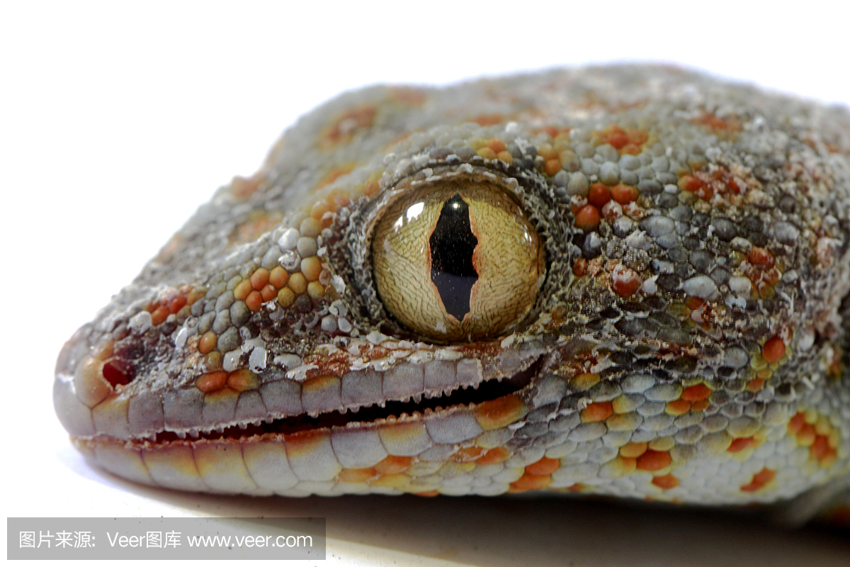 壁虎,蛤蚧,守宫,蜥蜴