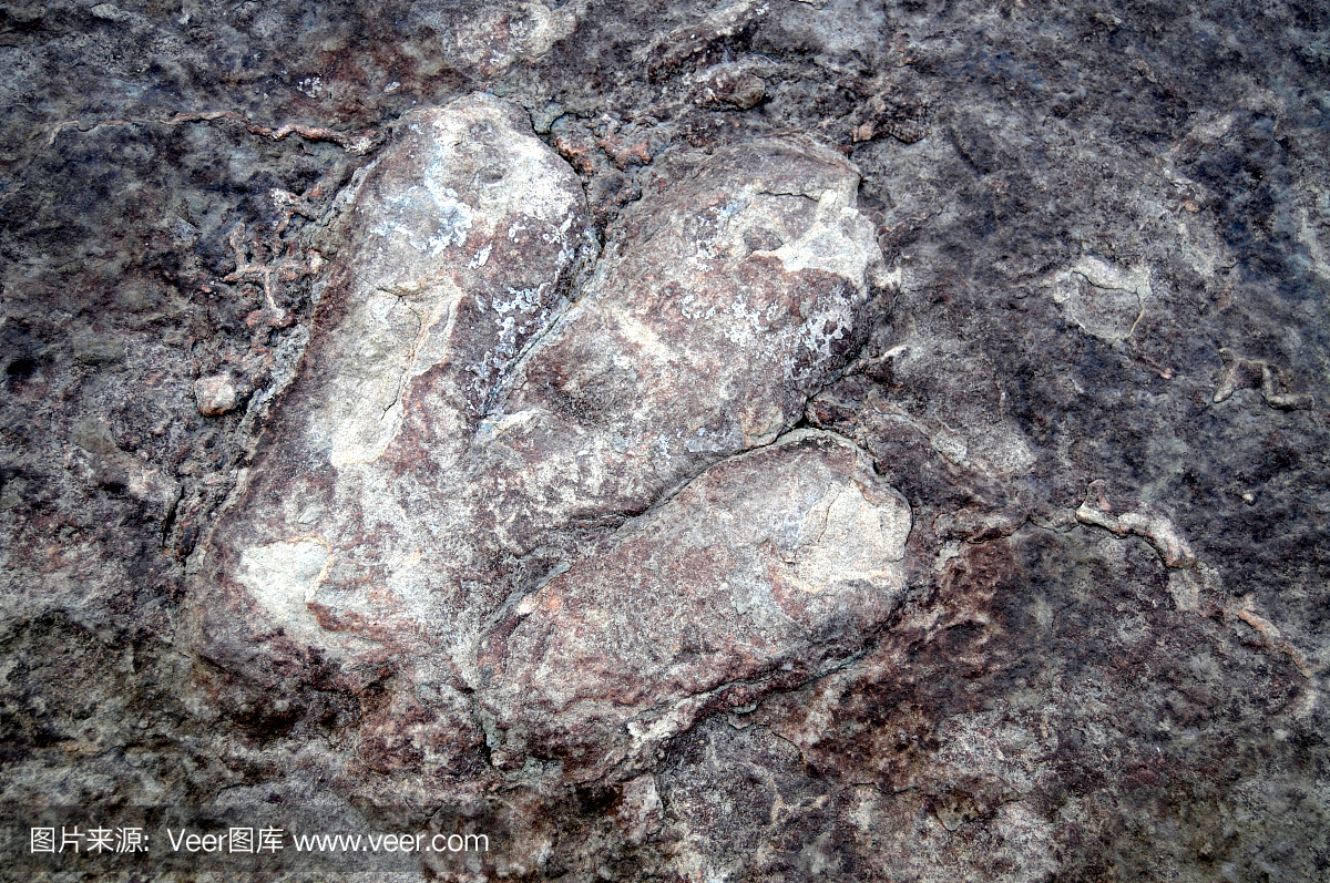 动物留下的痕迹,脚印子,蹄印,脚印