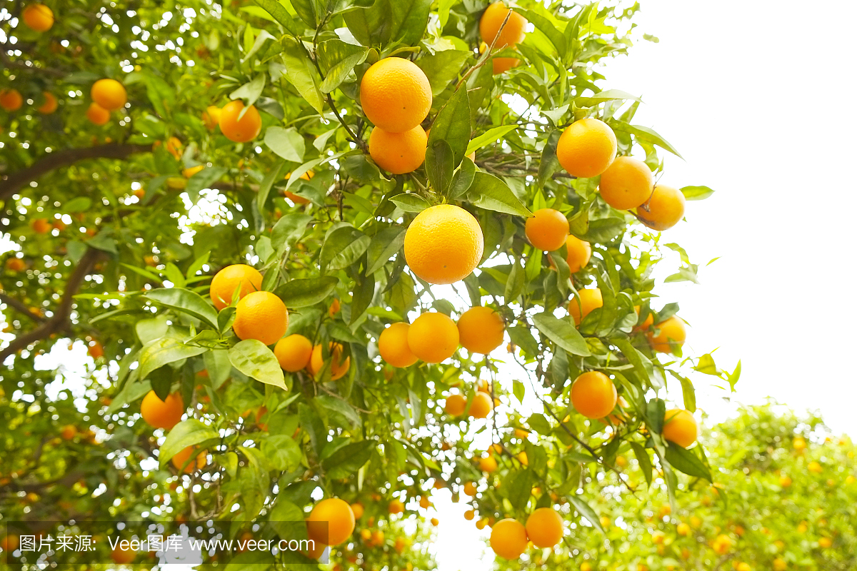 关闭挂在树枝上的多个有机成熟完美橙色水果在
