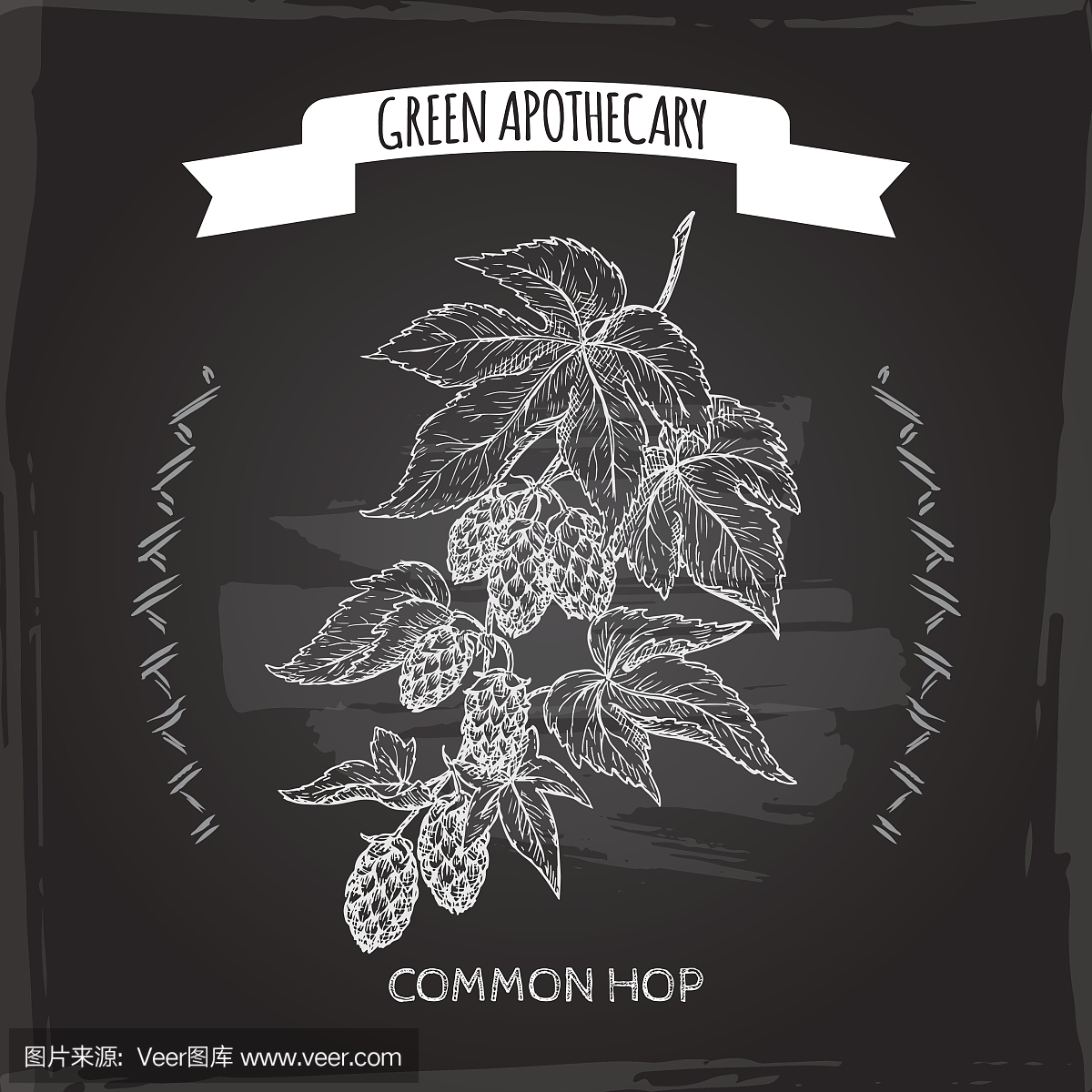 葎草属也是在黑板背景上的共同跳图草图。