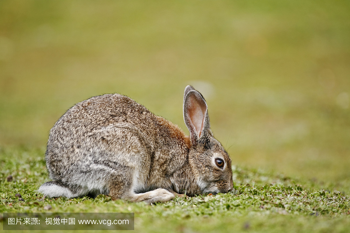 兔(Oryctolagus cuniculus)在国家公园火地岛,阿