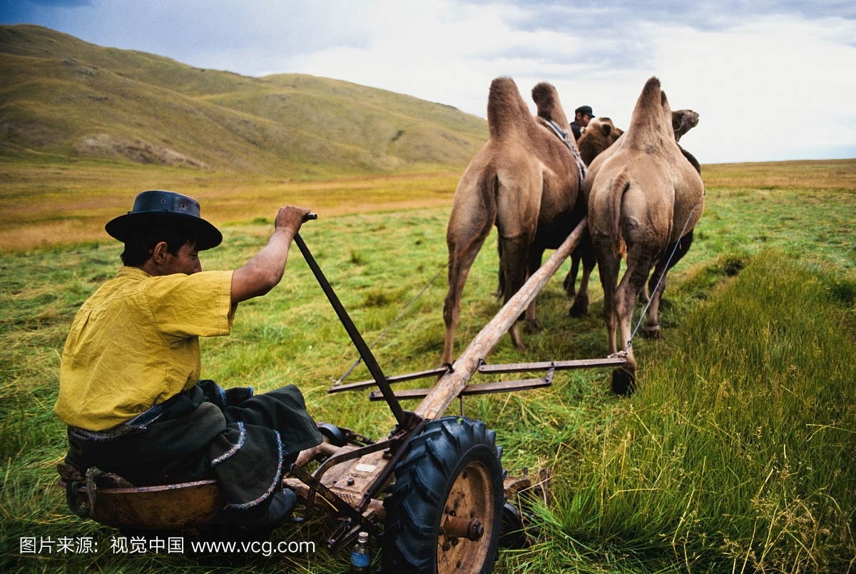 人与骆驼切割草,蒙古