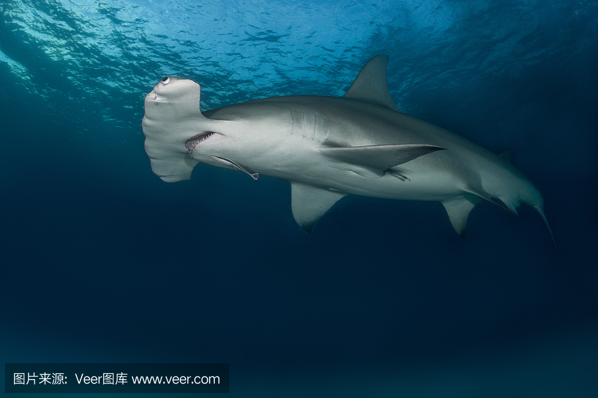 双髻鲨,锤头鲨,锤头双髻鲛,靠近