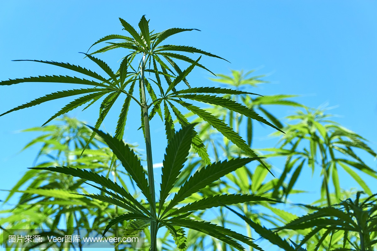 工业大麻植物的特写镜头反对蓝天的