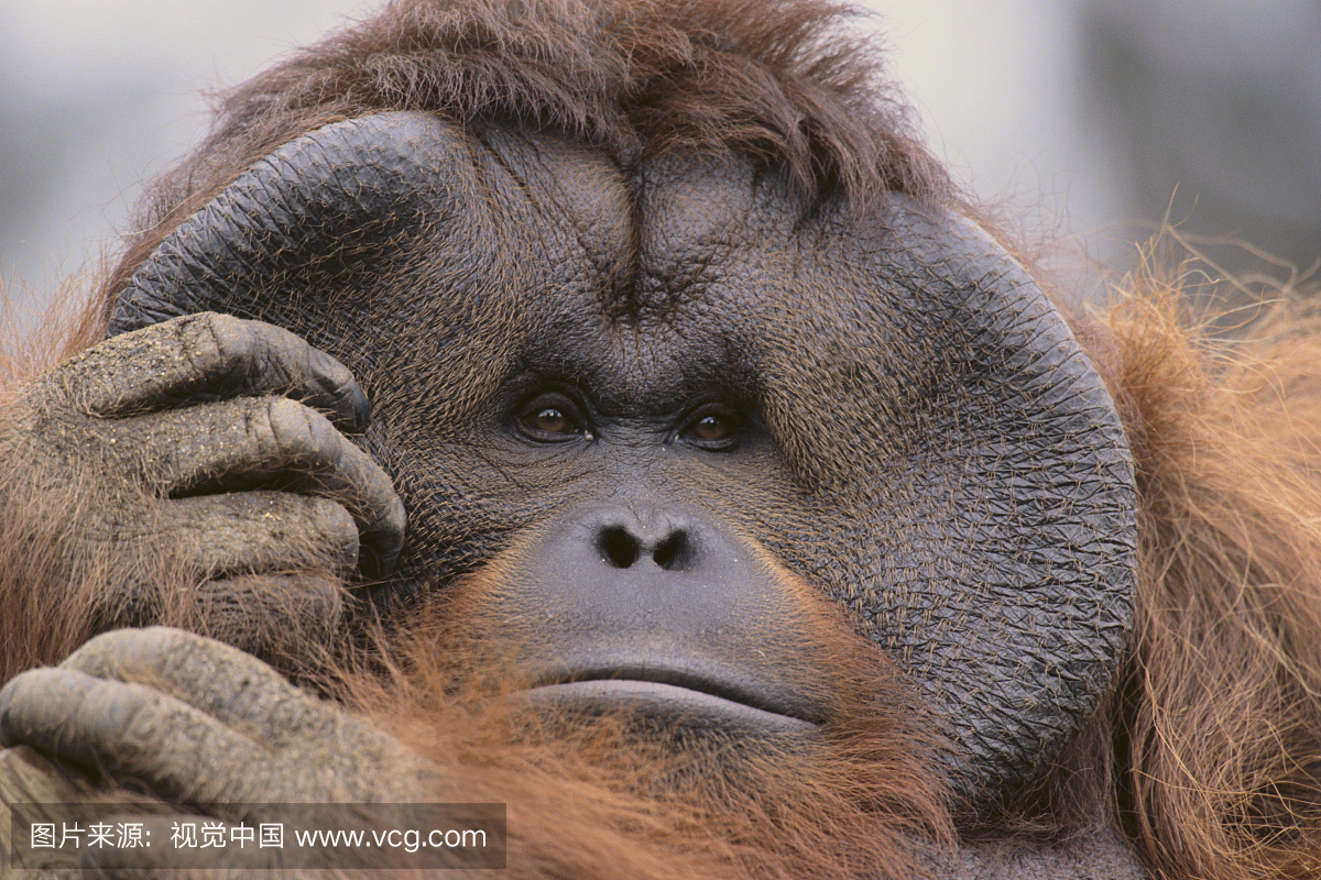 户外,动物,动物身体部位,动物头