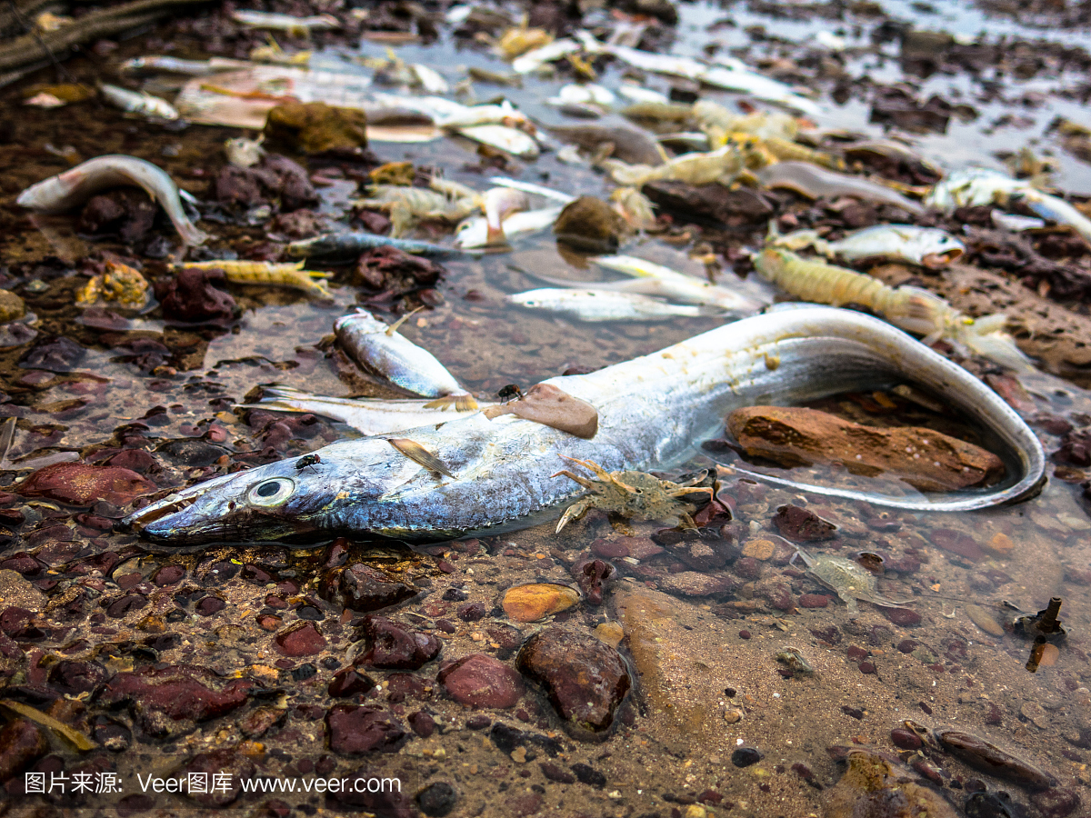 钓鱼业双边捕捞环境污染不可持续