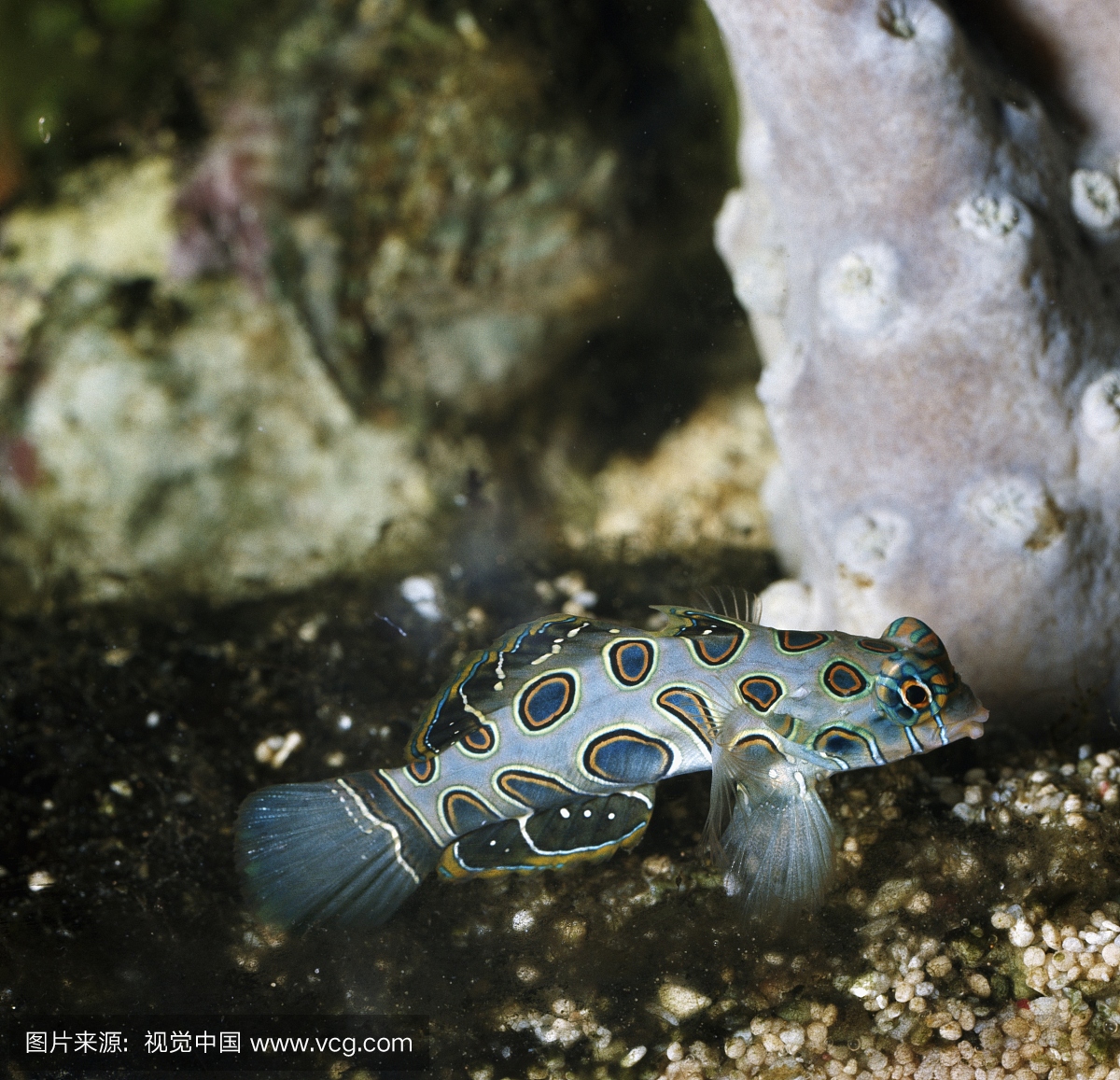 Mandarin鱼或普通话龙舌兰(Synchiropus splen