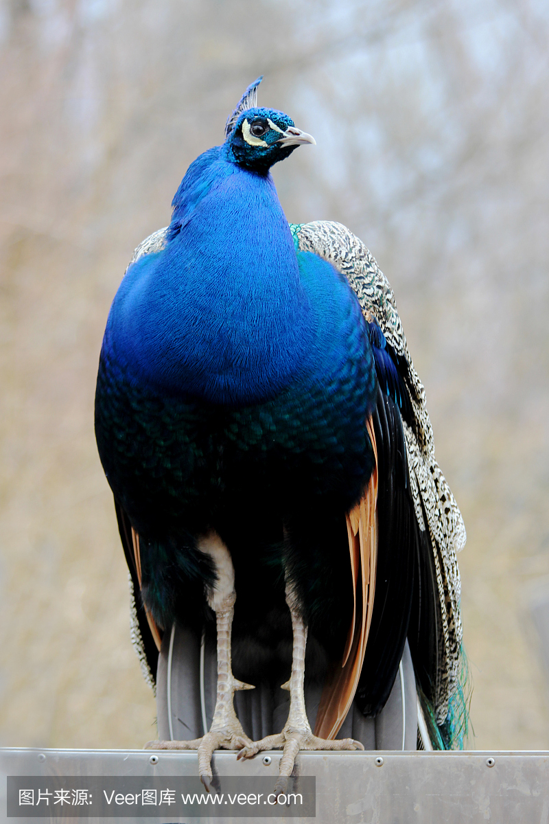 拍胸,打胸,拍打胸脯,拍胸口