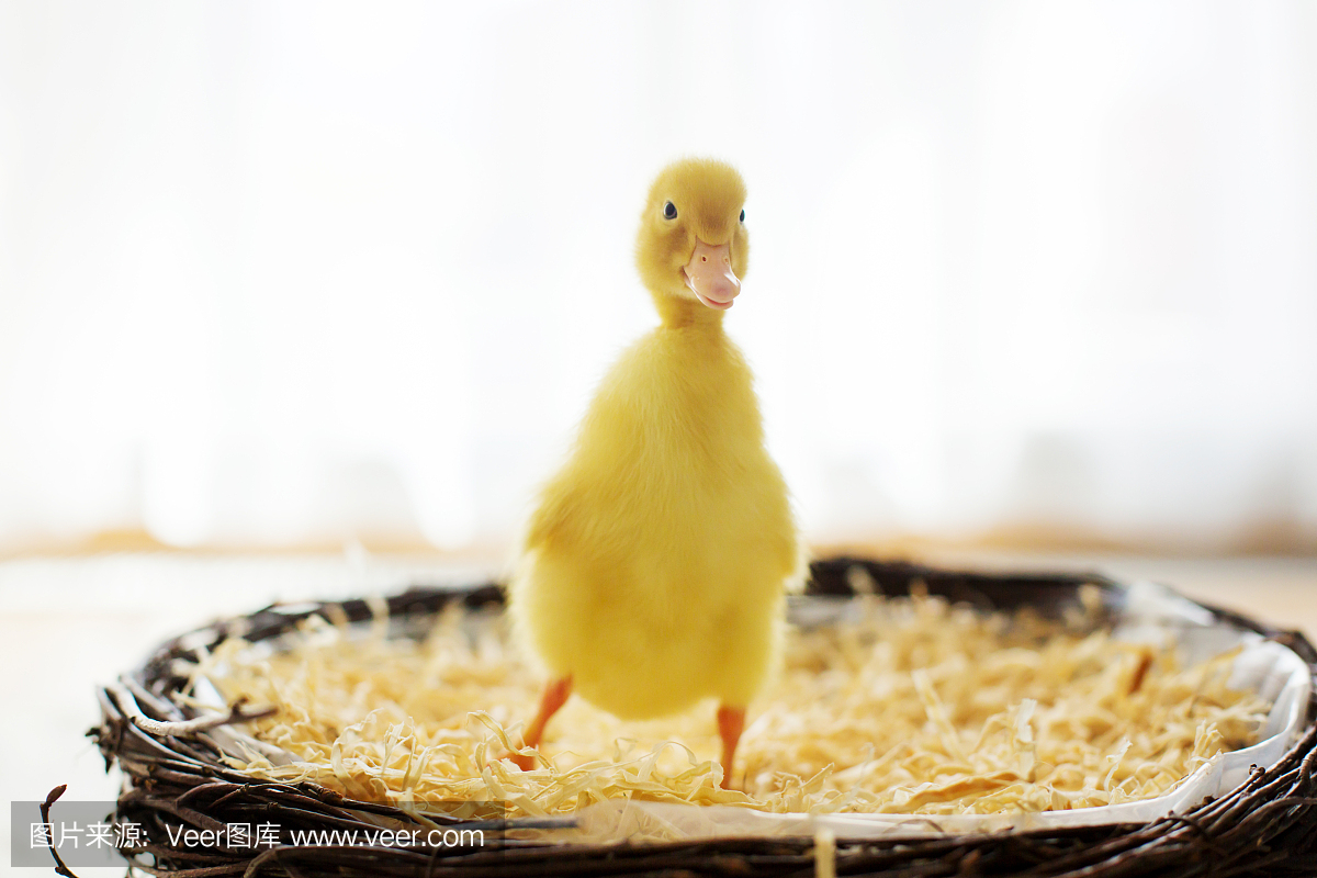 小鸭子在巢,孤立的形象