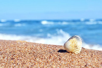 【g壁纸组】海滩上精致坚硬的小贝壳唯美壁纸-40kb