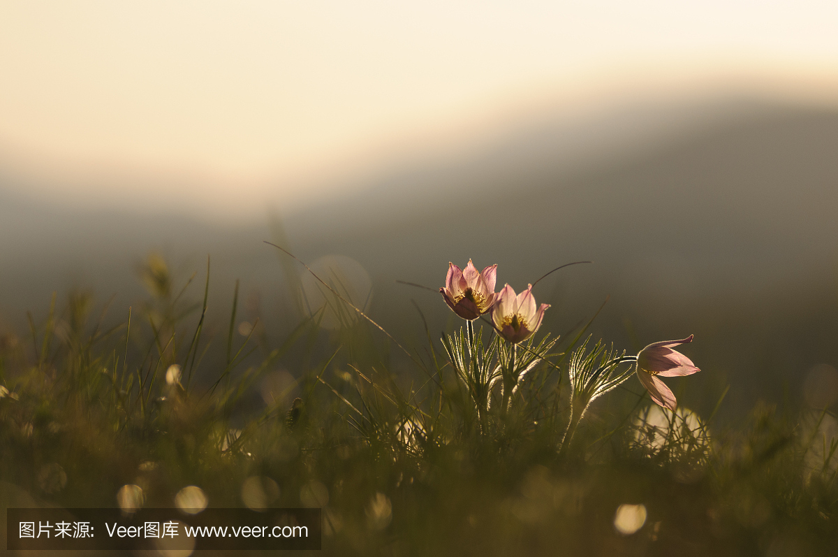 白头翁,铁线海棠,白头翁植物,美