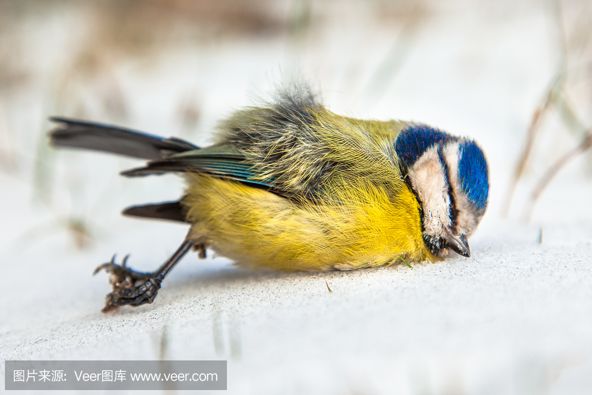 饥饿的死蓝色山雀