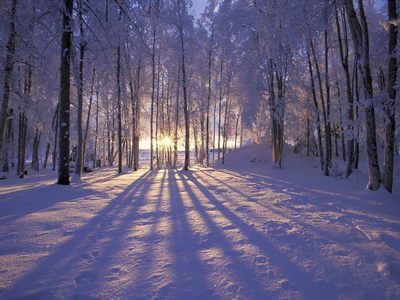 梅花雪景动态壁纸
