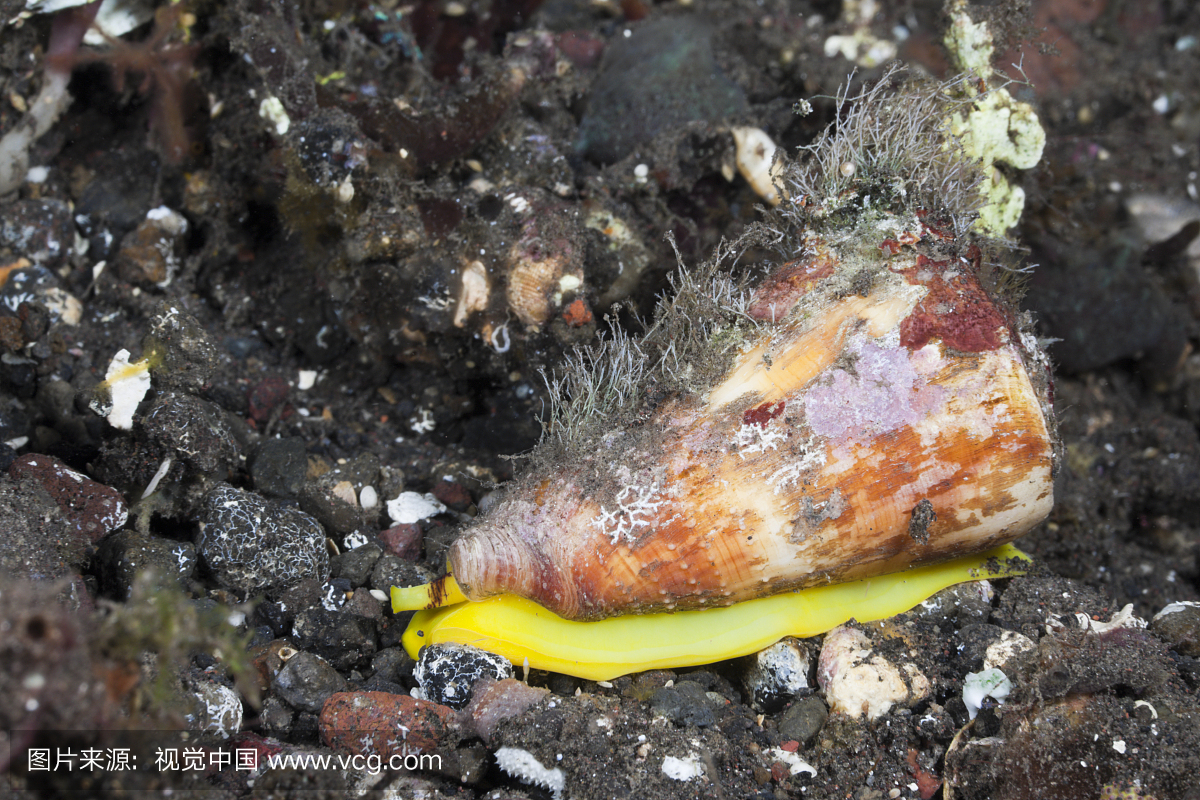 Cone Sea Slug,Conus sp。,Alam Batu,Bali,Ind
