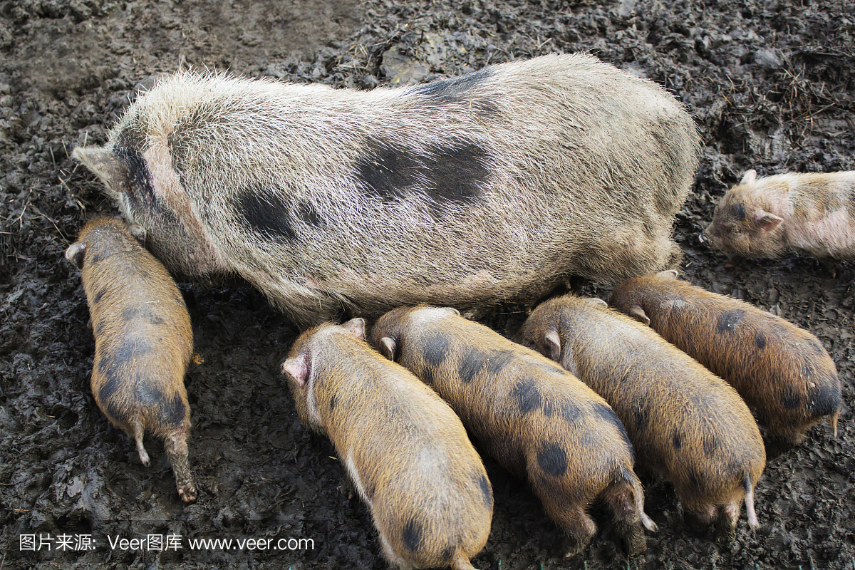 Cute spotted piglets, piglets feeding