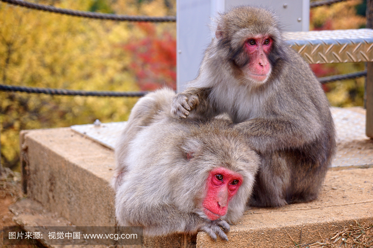 动物,日本,按摩,彩色图片