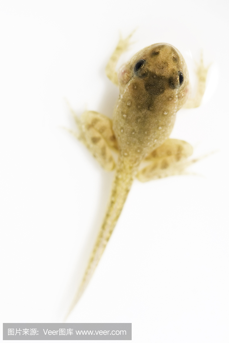 蛙卵,青蛙卵,蝌蚪,青蛙幼虫