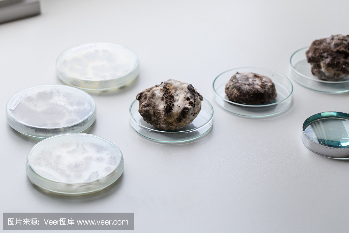 黑曲霉培养皿中的微观,微生物学教育实验室。