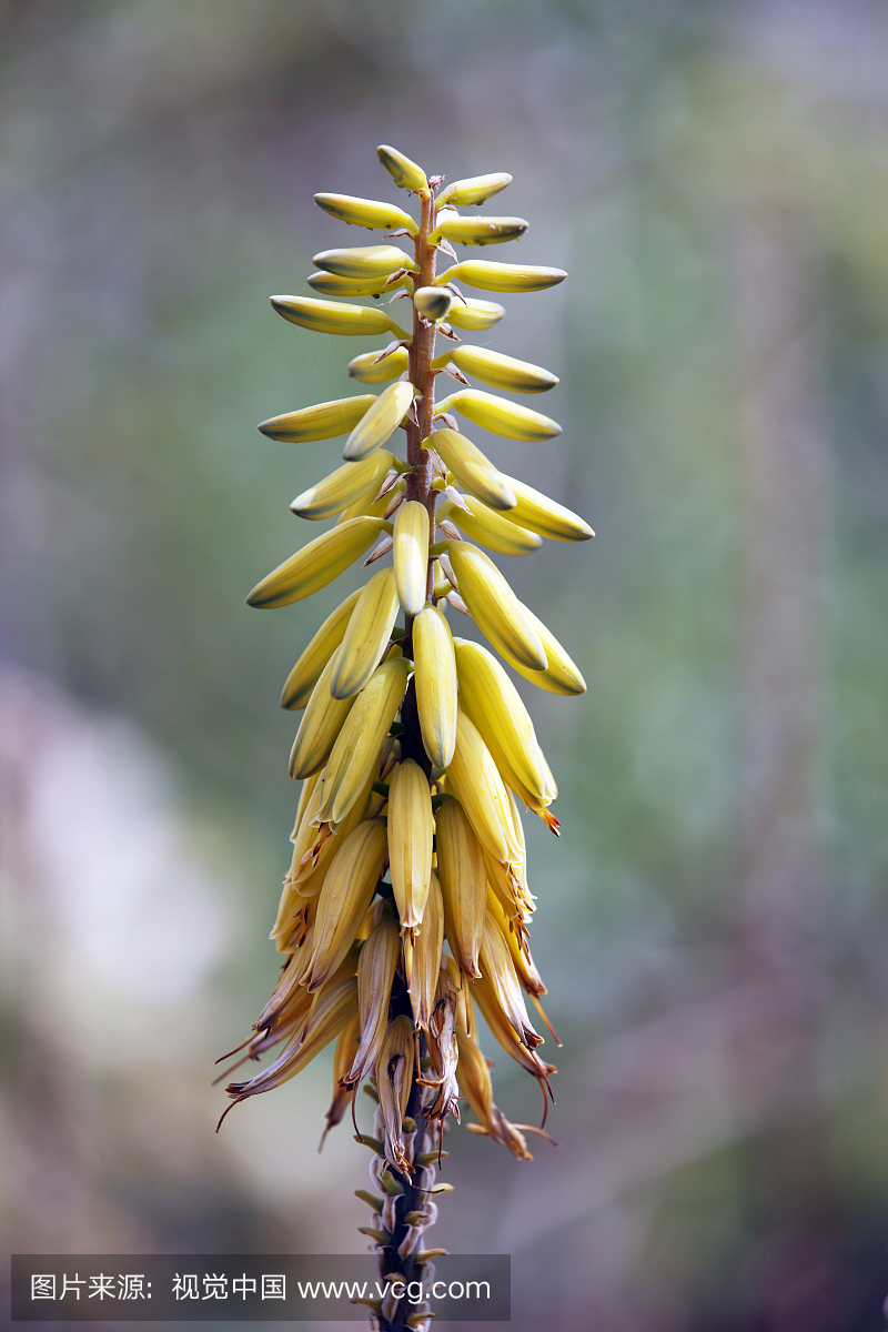 西班牙,加那利群岛,特内里费岛,芦荟