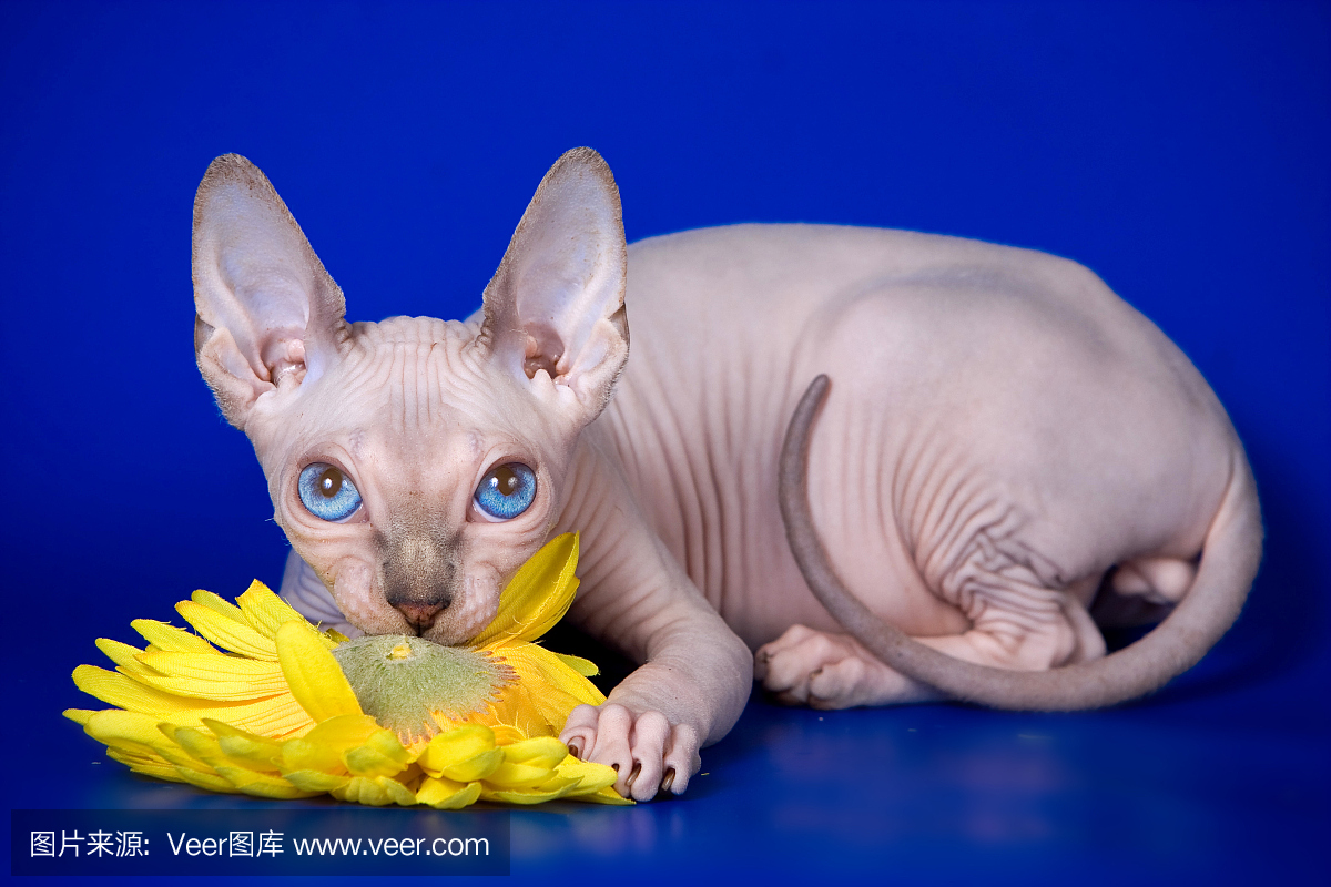 秃头小猫狮身人面像吃蓝色背景上的花非洲菊