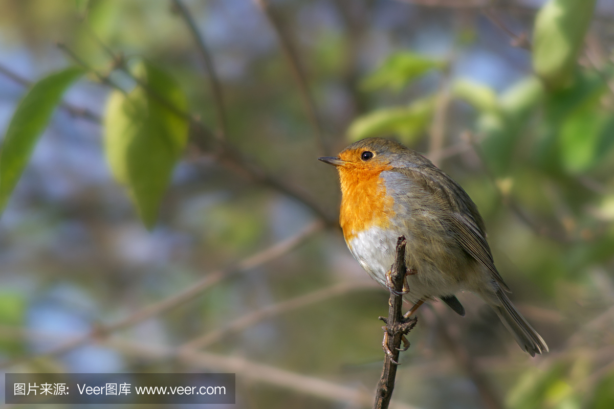 知更鸟,旅鸫,歌鸲,天空
