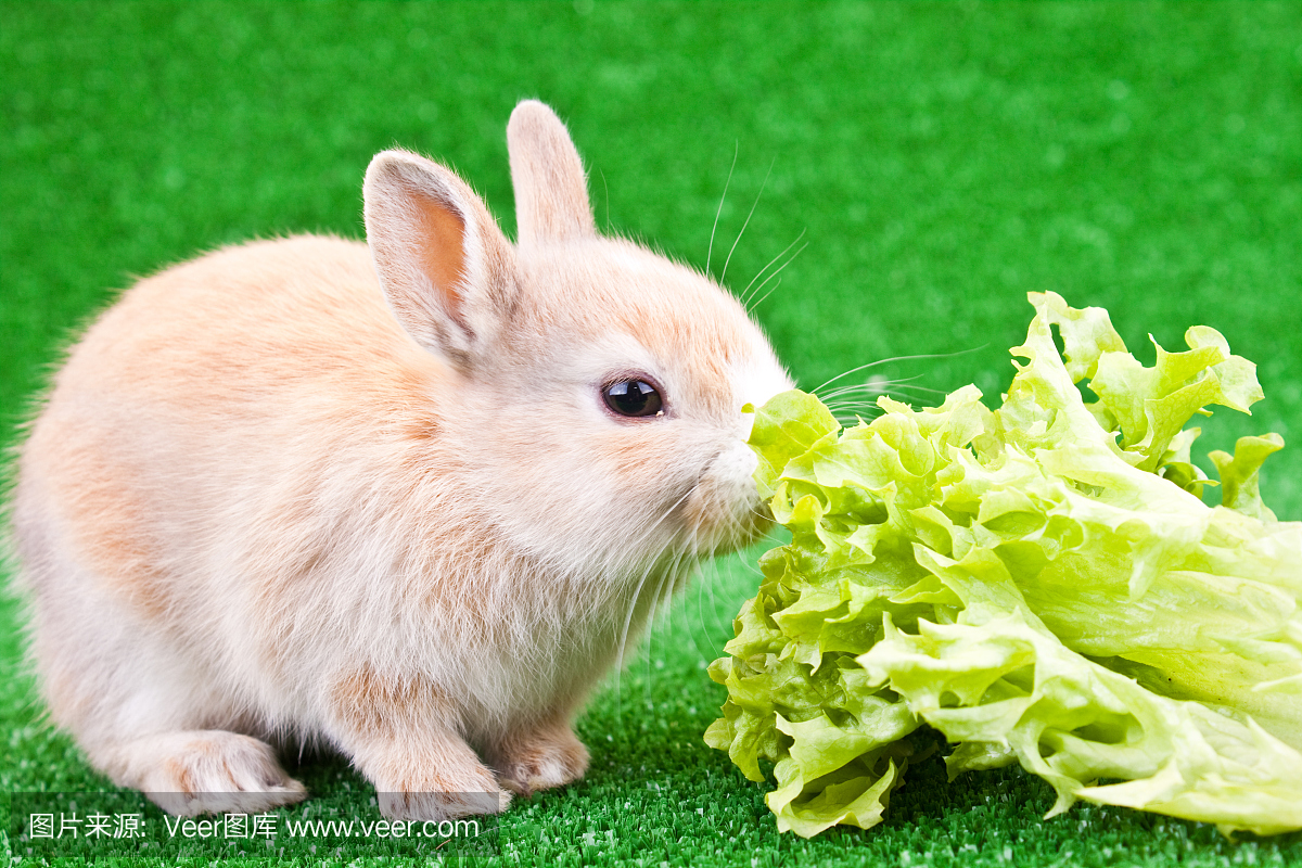 美,小兔子,吃,褐色