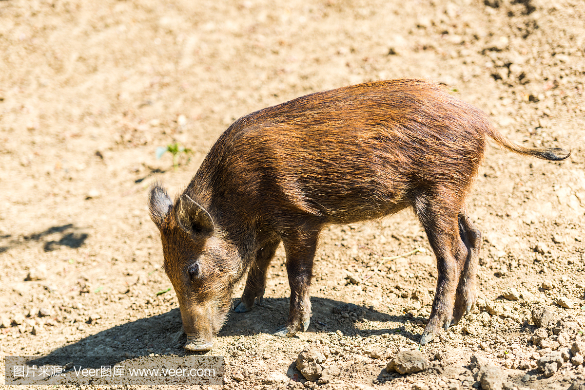 吉林饲养户搭上“信息化高铁”将畜禽信息“一扫而光”
