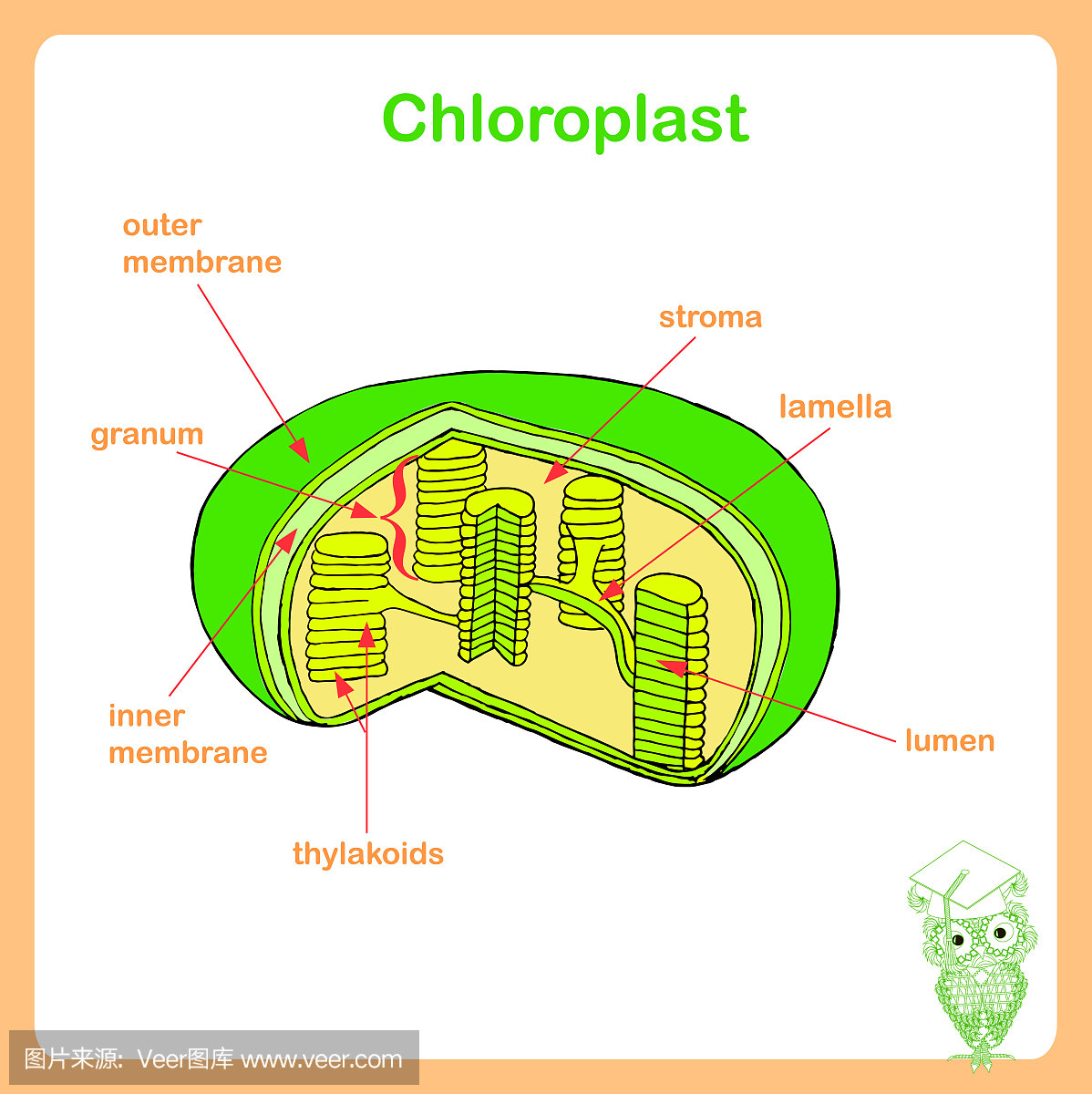 叶绿体结构方案,手绘生物学图片