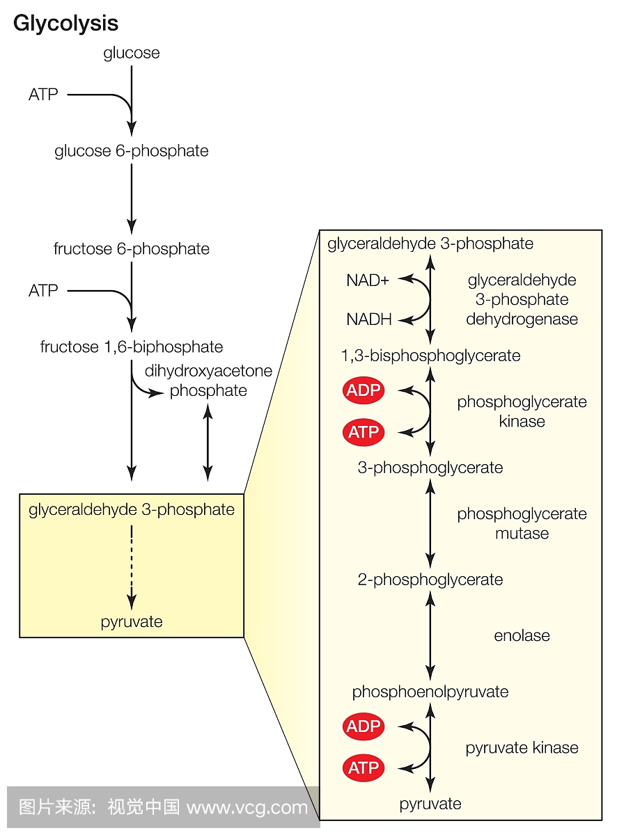 糖酵解,糖的溶解在细胞的细胞质中进行。