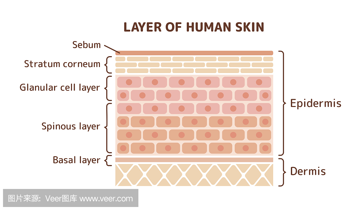 人体皮肤插图层