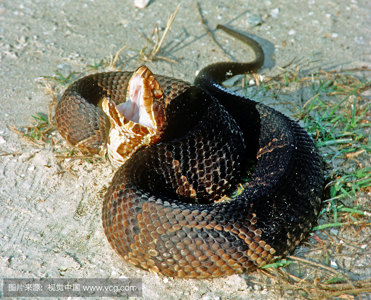 odon piscivorus conanti)玩死了,这种非常有蛇的
