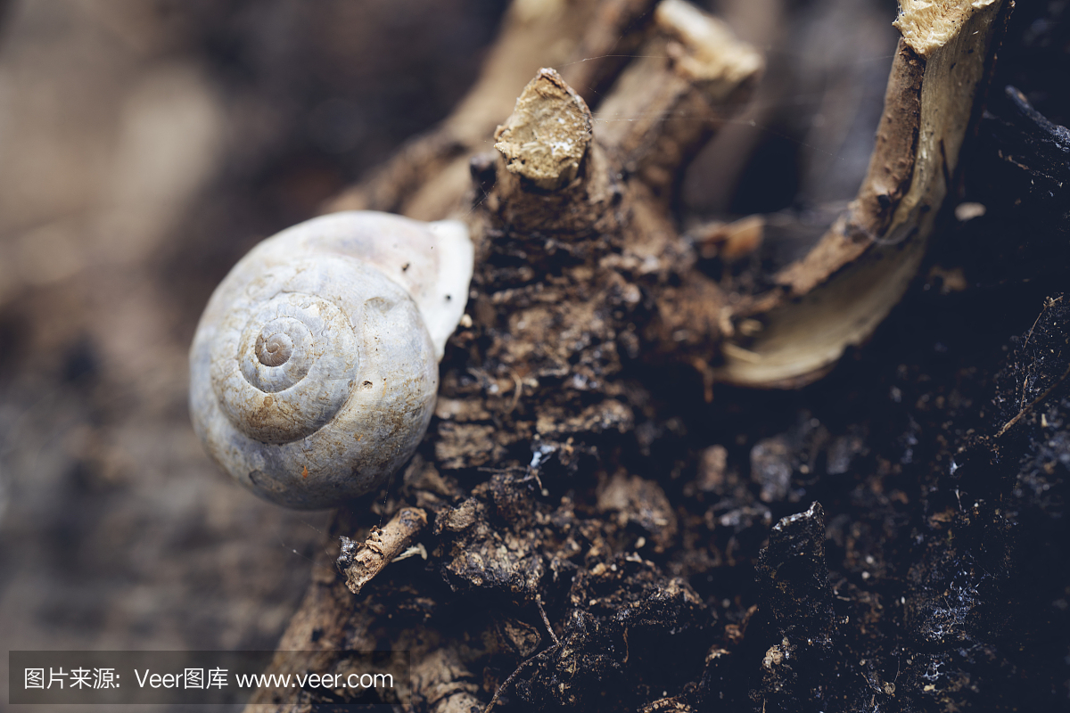 法式蜗牛,秘密,华丽的,坐